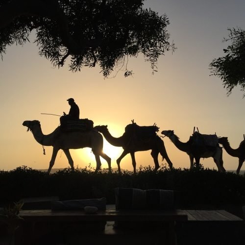 Sunset camel trek across desert dunes with warm golden light featured during Marrakech desert tours 3 days adventure experience.