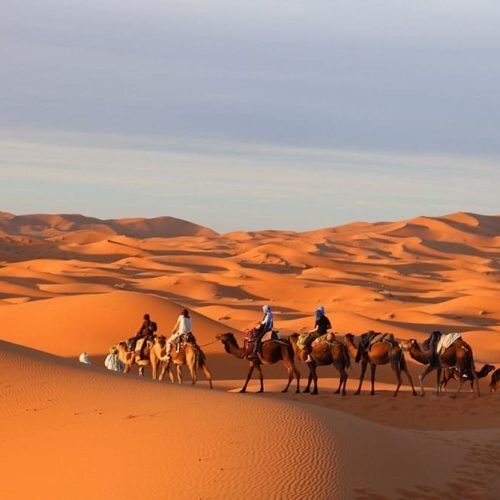 Camel trekking across Erg Chebbi dunes near Merzouga with travelers featured during moroccocameltrips Sahara desert adventure experience.