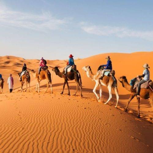 Camel trek across Sahara dunes with travelers riding camels featured during moroccocameltrips desert adventure experience in Morocco.